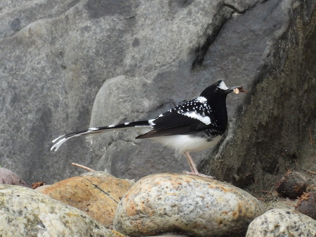Spotted Forktail - ML638094403