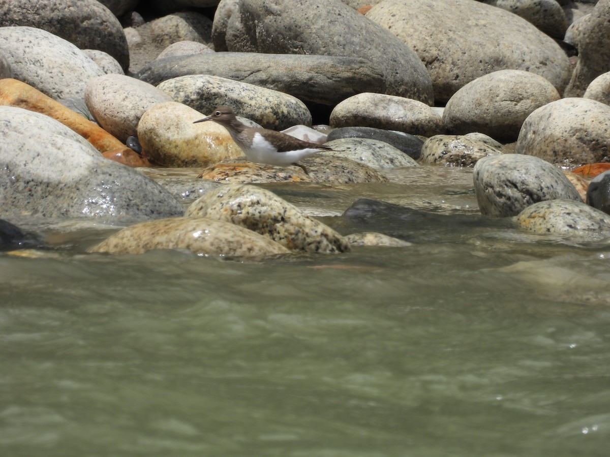 Common Sandpiper - ML638094408