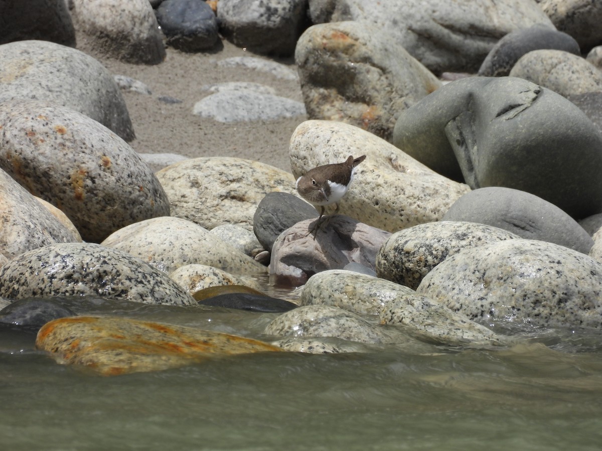 Common Sandpiper - ML638094409