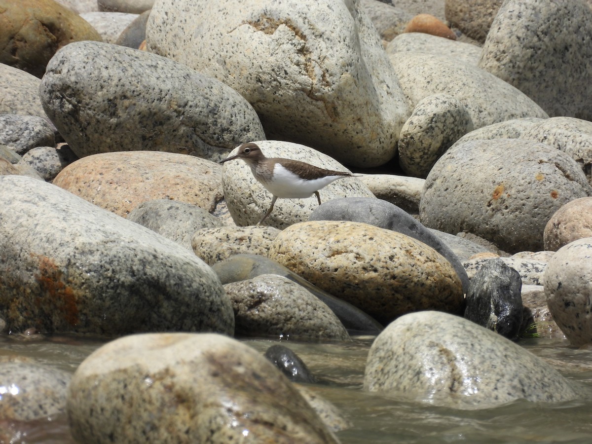 Common Sandpiper - ML638094410
