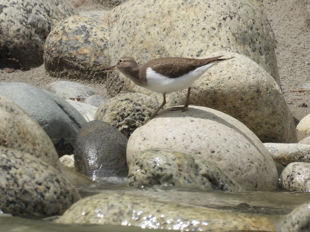 Common Sandpiper - ML638094413
