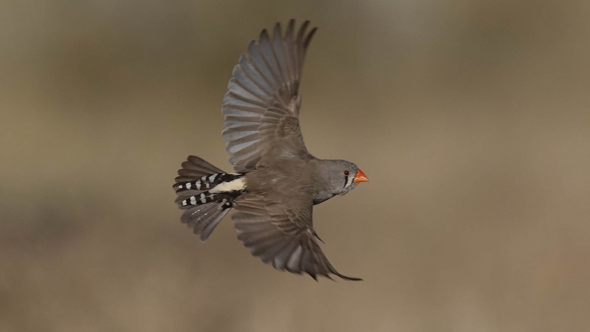 Zebra Finch - ML638094414