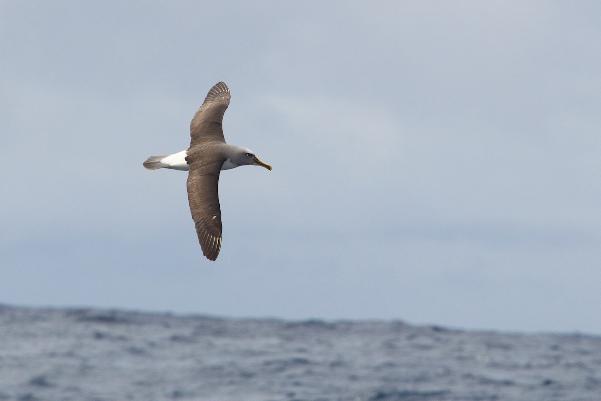 Albatros de Buller - ML638094428