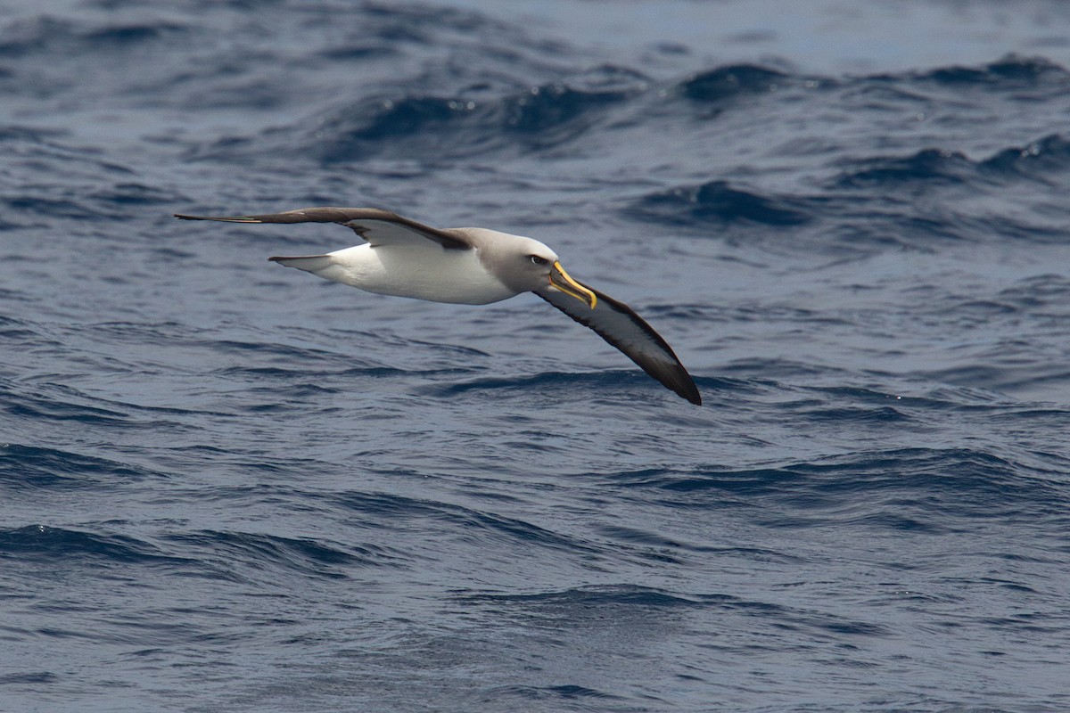 Albatros de Buller - ML638094429