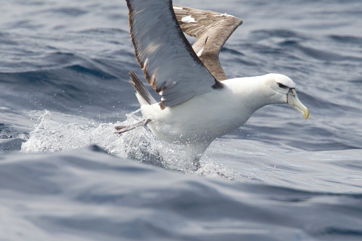 Albatros Cauto - ML638094433
