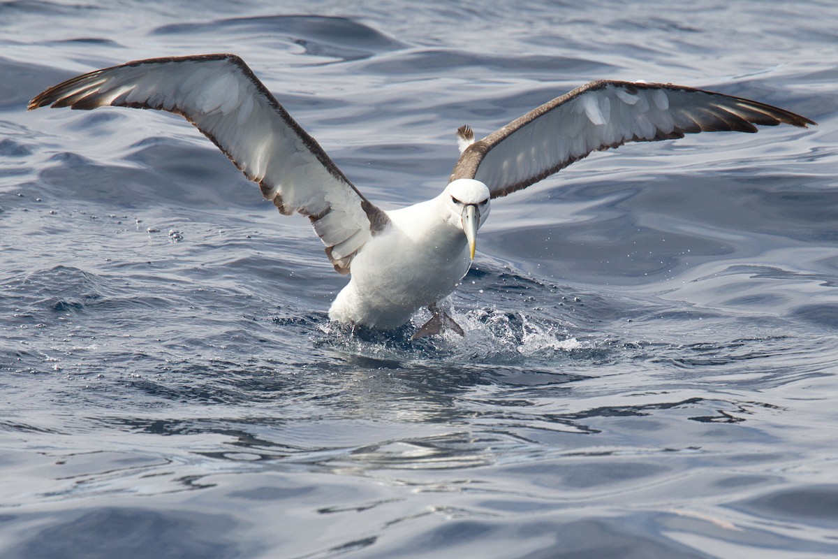 Albatros Cauto - ML638094435