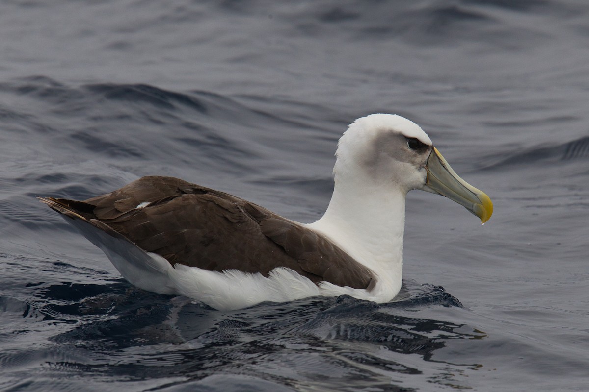 Albatros Cauto - ML638094436