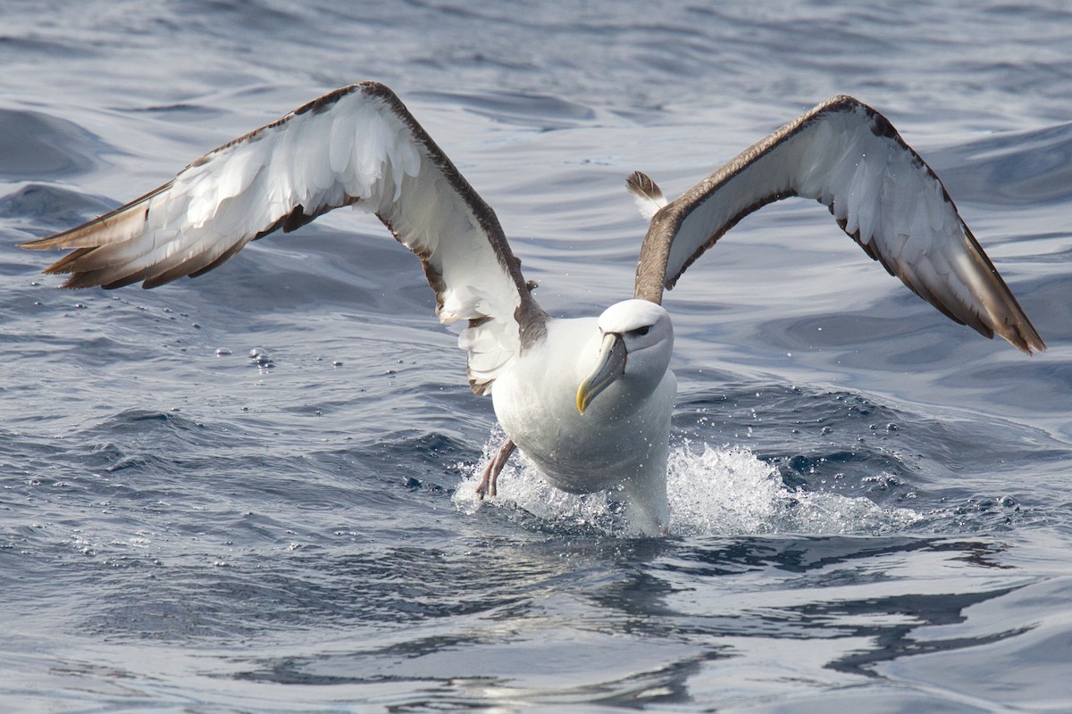 Albatros Cauto - ML638094437