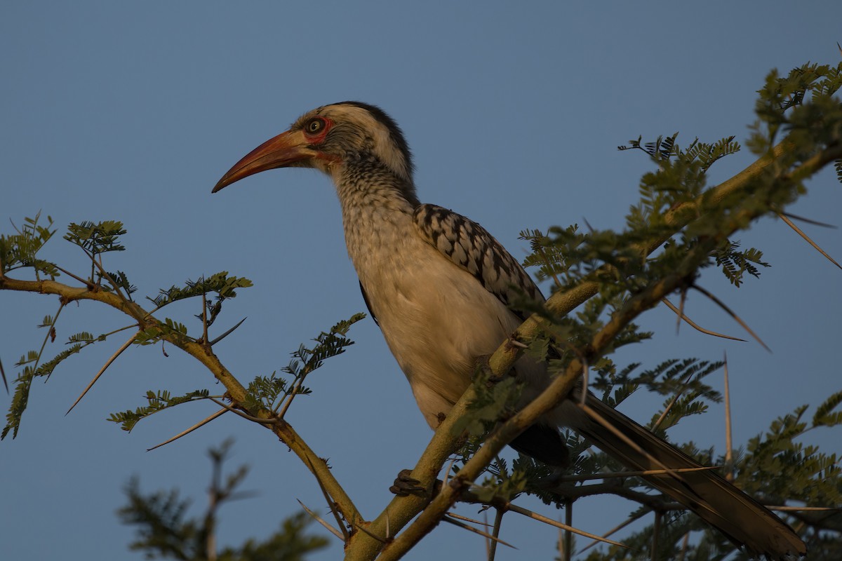 zoborožec jižní - ML638094447