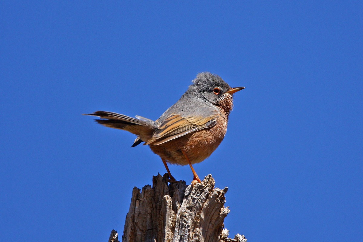 Tristram's Warbler - ML638094449