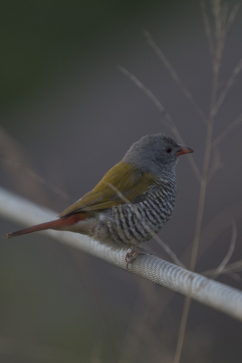 astrild pestrý - ML638094450