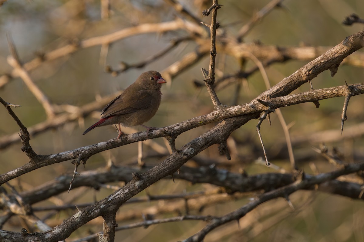 amarant rudozobý - ML638094451