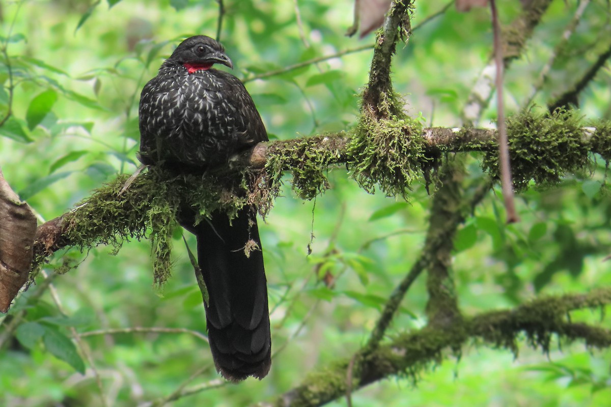 Cauca Guan - ML638094461