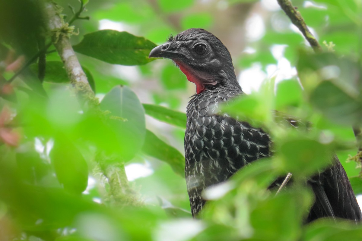 Cauca Guan - ML638094462