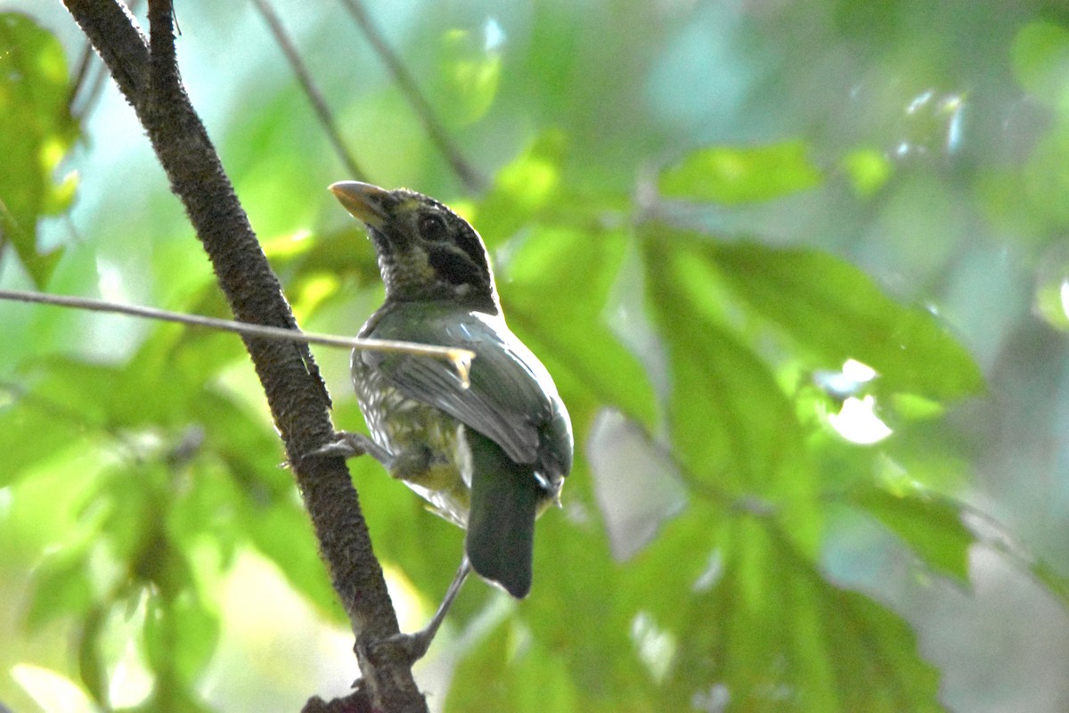 Spotted Catbird - ML638094479