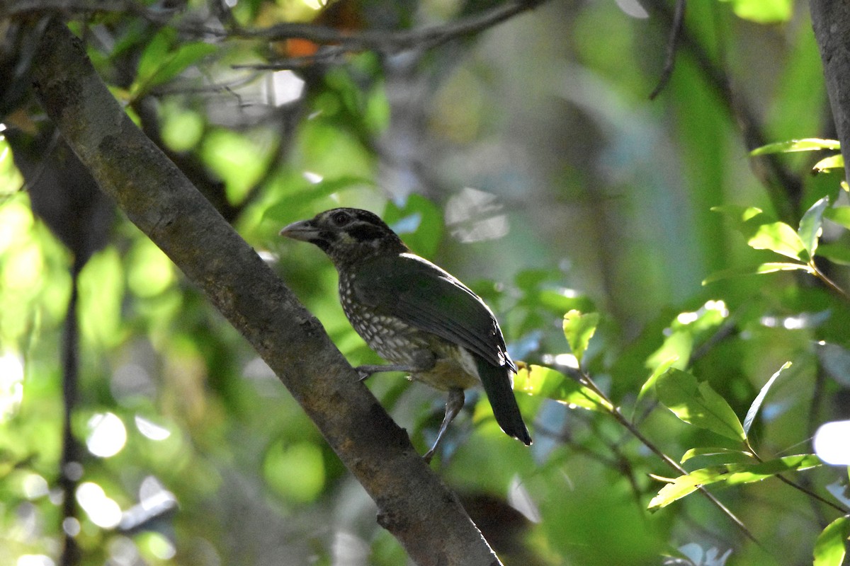 Spotted Catbird - ML638094480