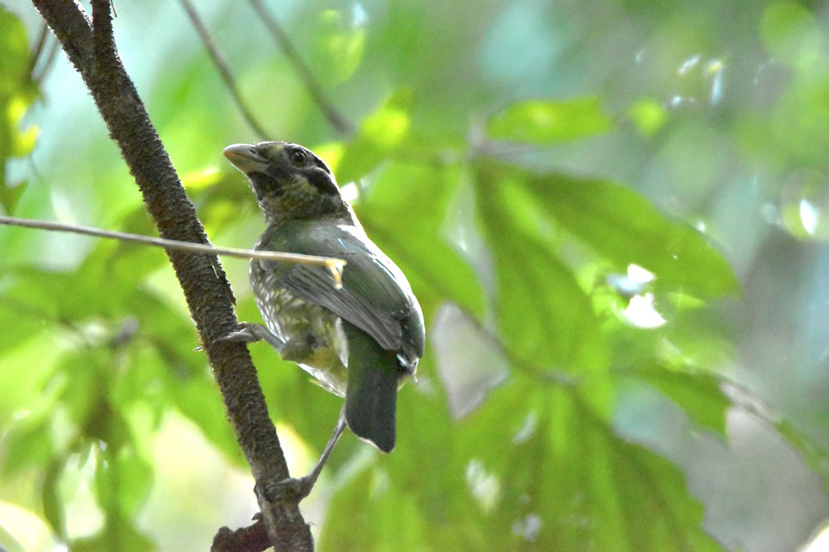 Spotted Catbird - ML638094482