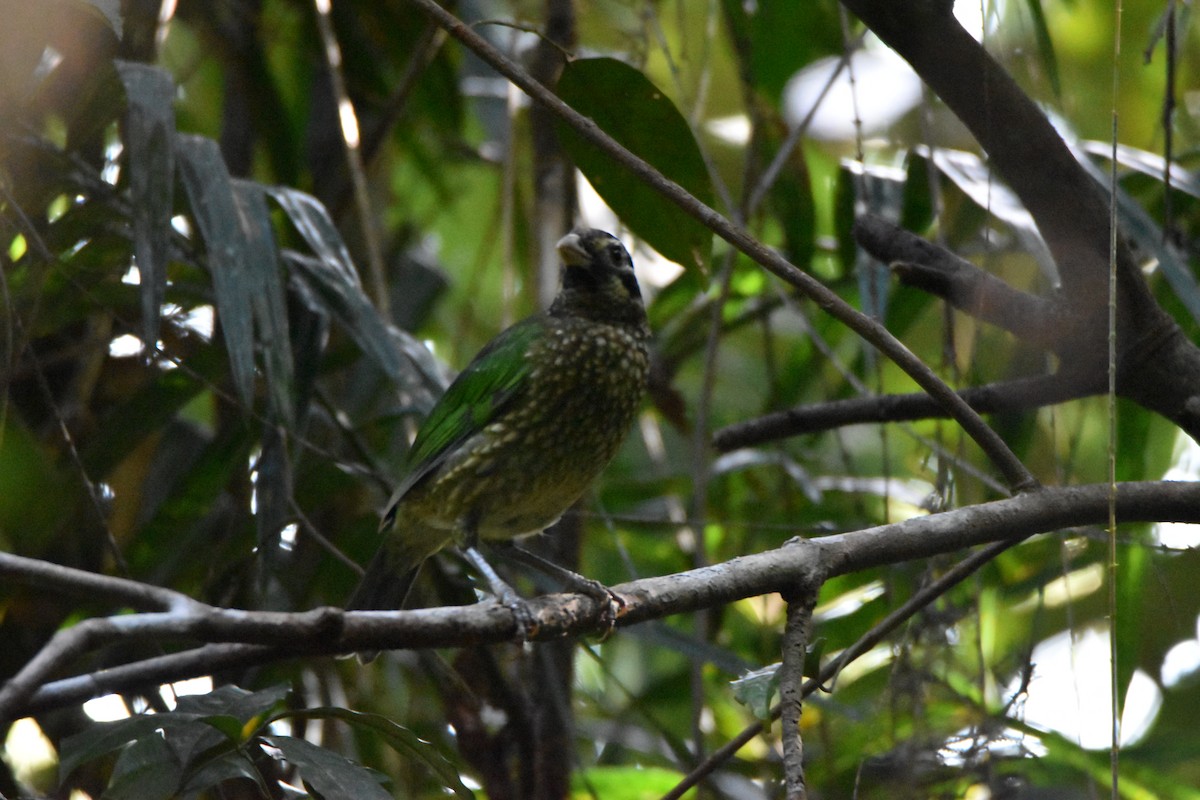 Spotted Catbird - ML638094483