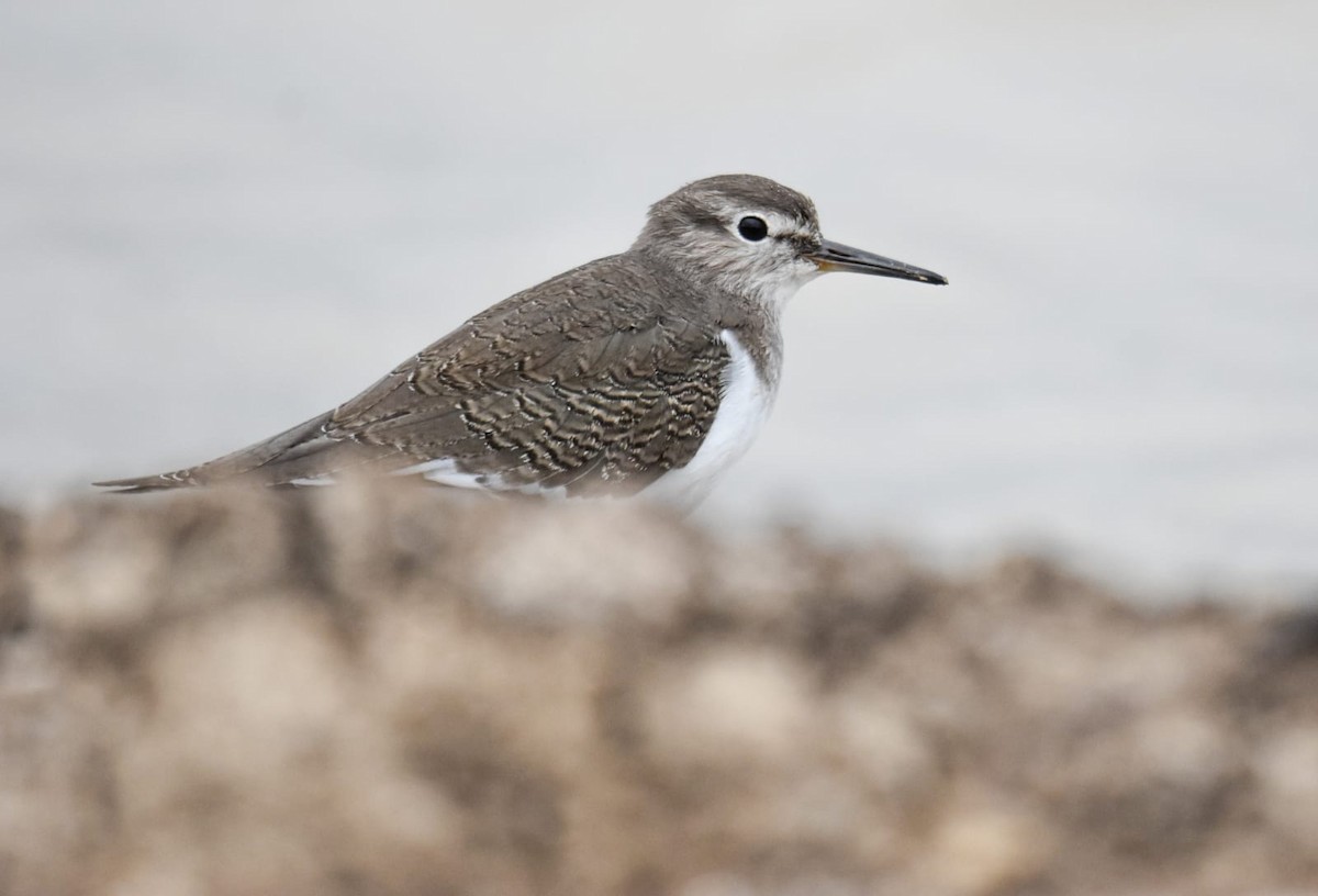 Common Sandpiper - ML638094496