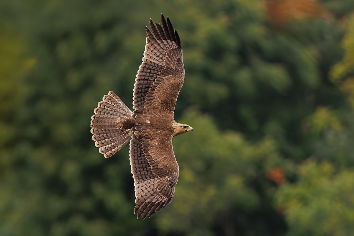 Bonelli's Eagle - ML638094506
