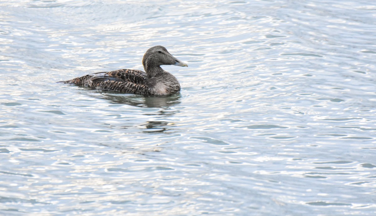 kajka mořská - ML638094512