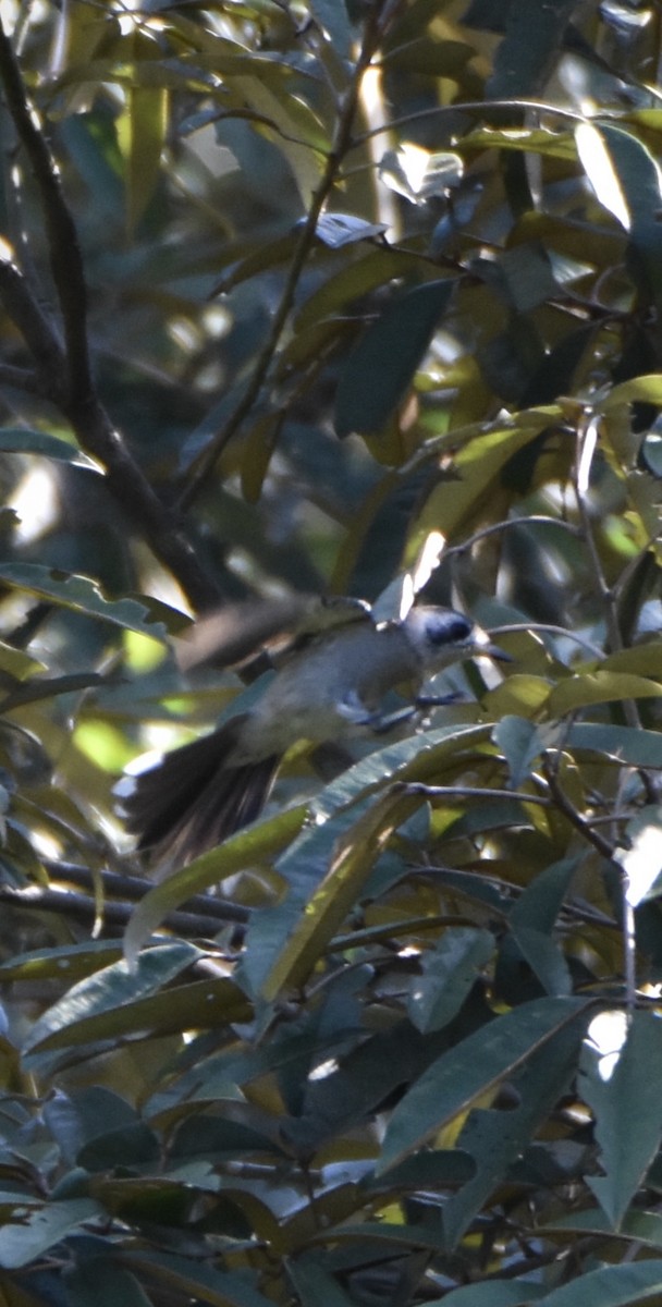 White-eared Monarch - ML638094519
