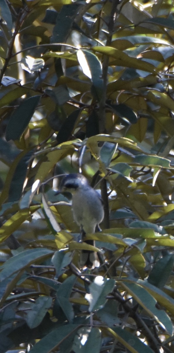 White-eared Monarch - ML638094520