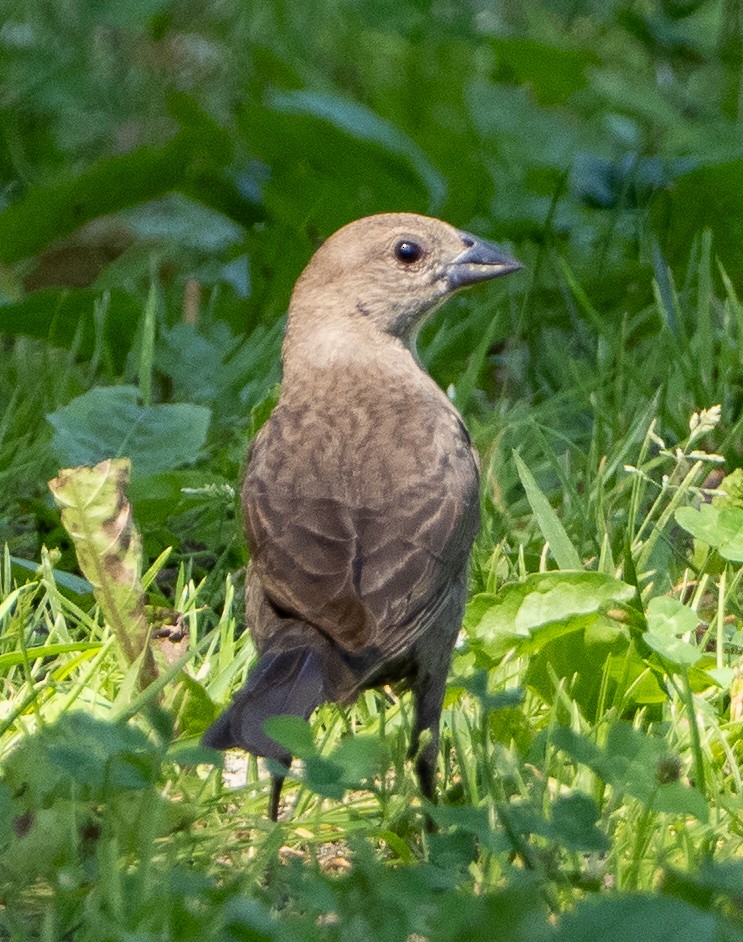 Brown-headed Cowbird - ML638094521