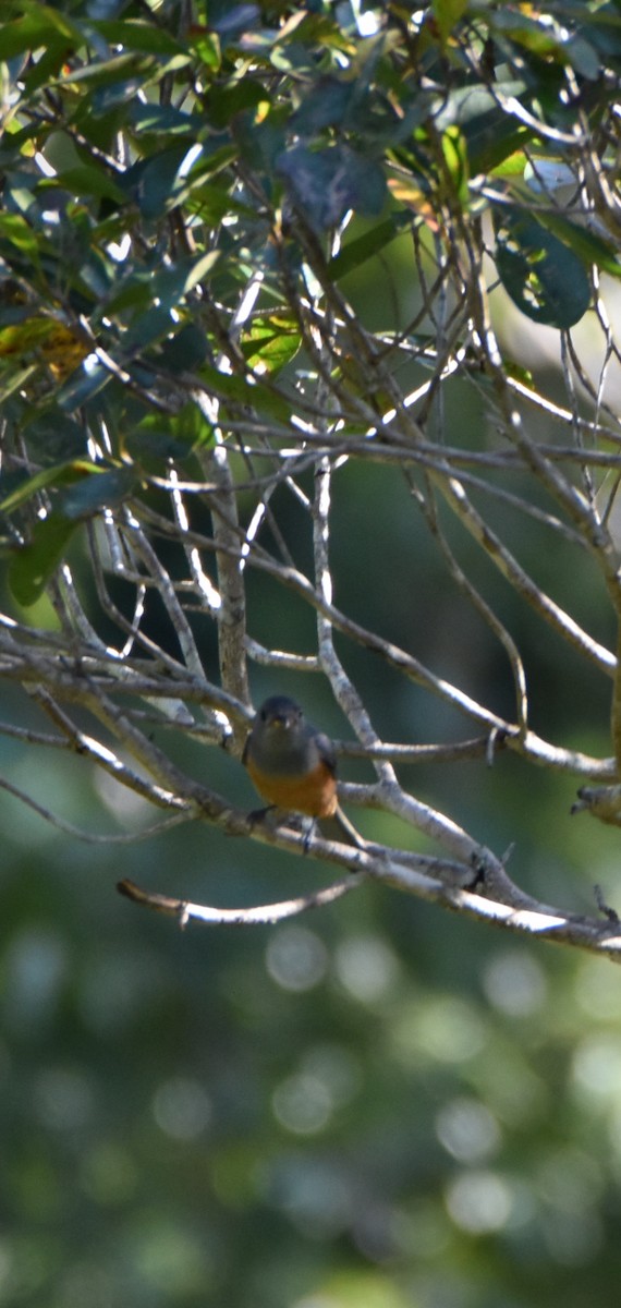 Black-faced Monarch - ML638094526