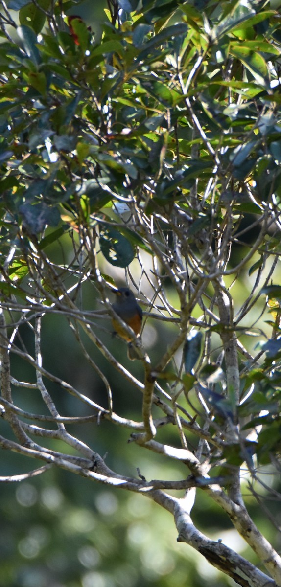 Black-faced Monarch - ML638094527