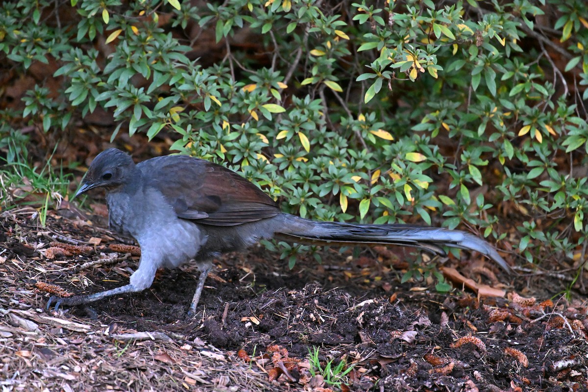 Superb Lyrebird - ML638094541