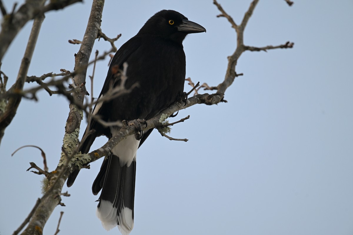 Pied Currawong - ML638094542