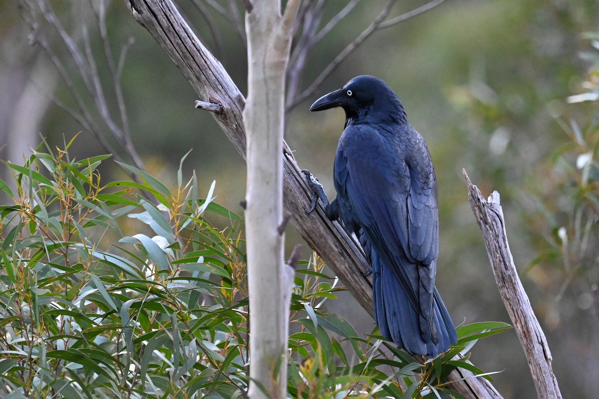 Australian Raven - ML638094544