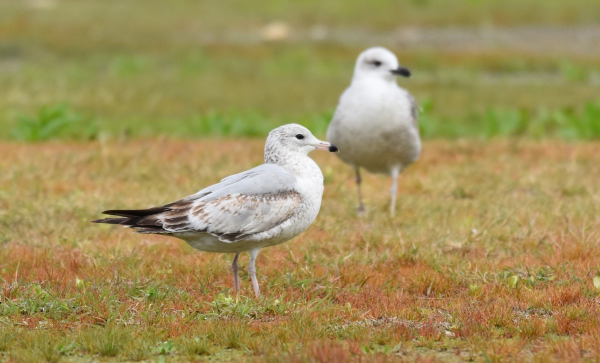 racek kroužkozobý - ML638094545