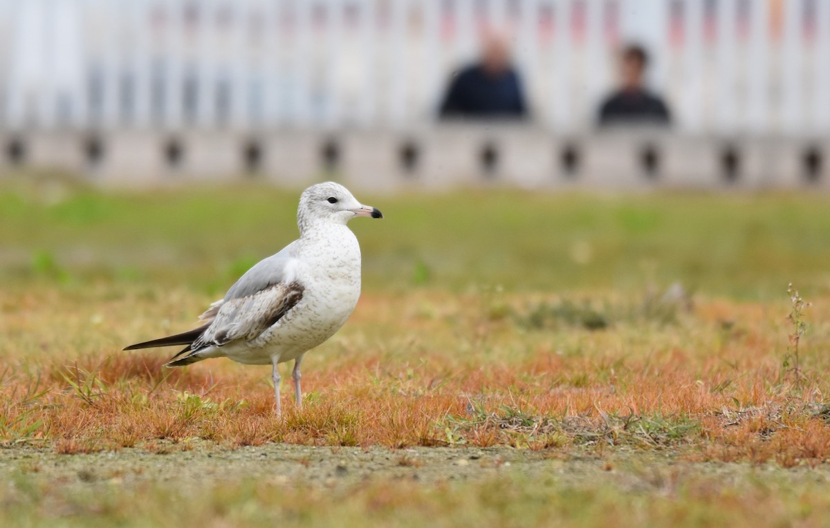 racek kroužkozobý - ML638094547