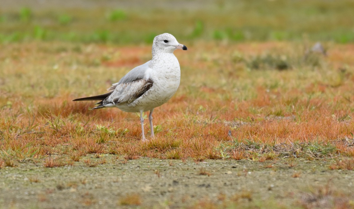 racek kroužkozobý - ML638094550