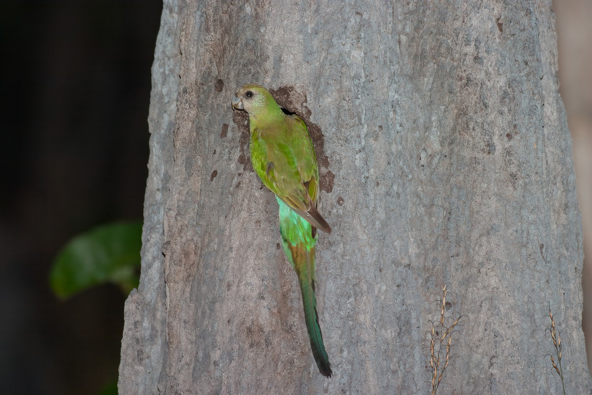 Golden-shouldered Parrot - ML638094562
