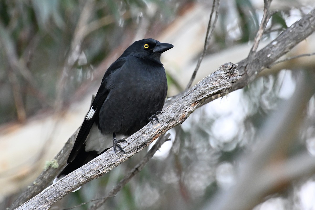 Pied Currawong - ML638094569