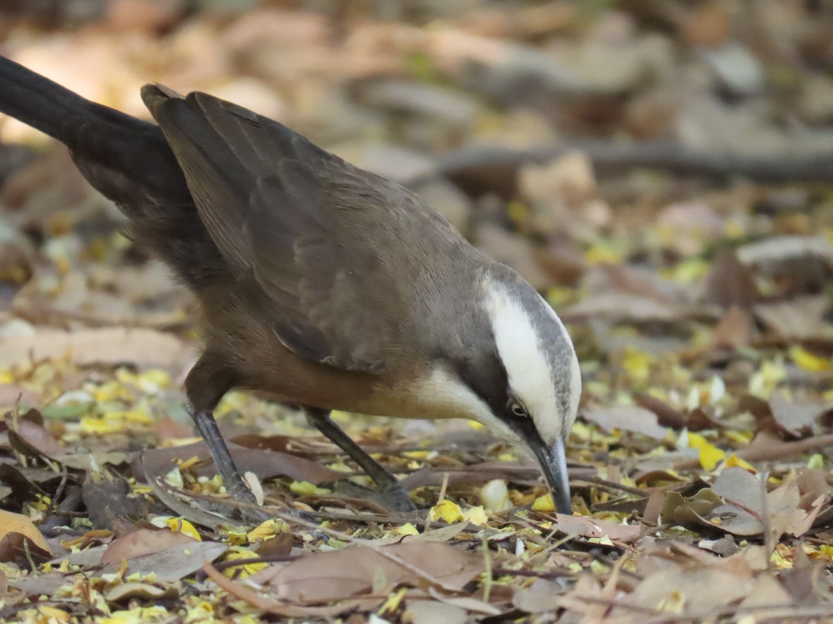 Gray-crowned Babbler - ML638094580