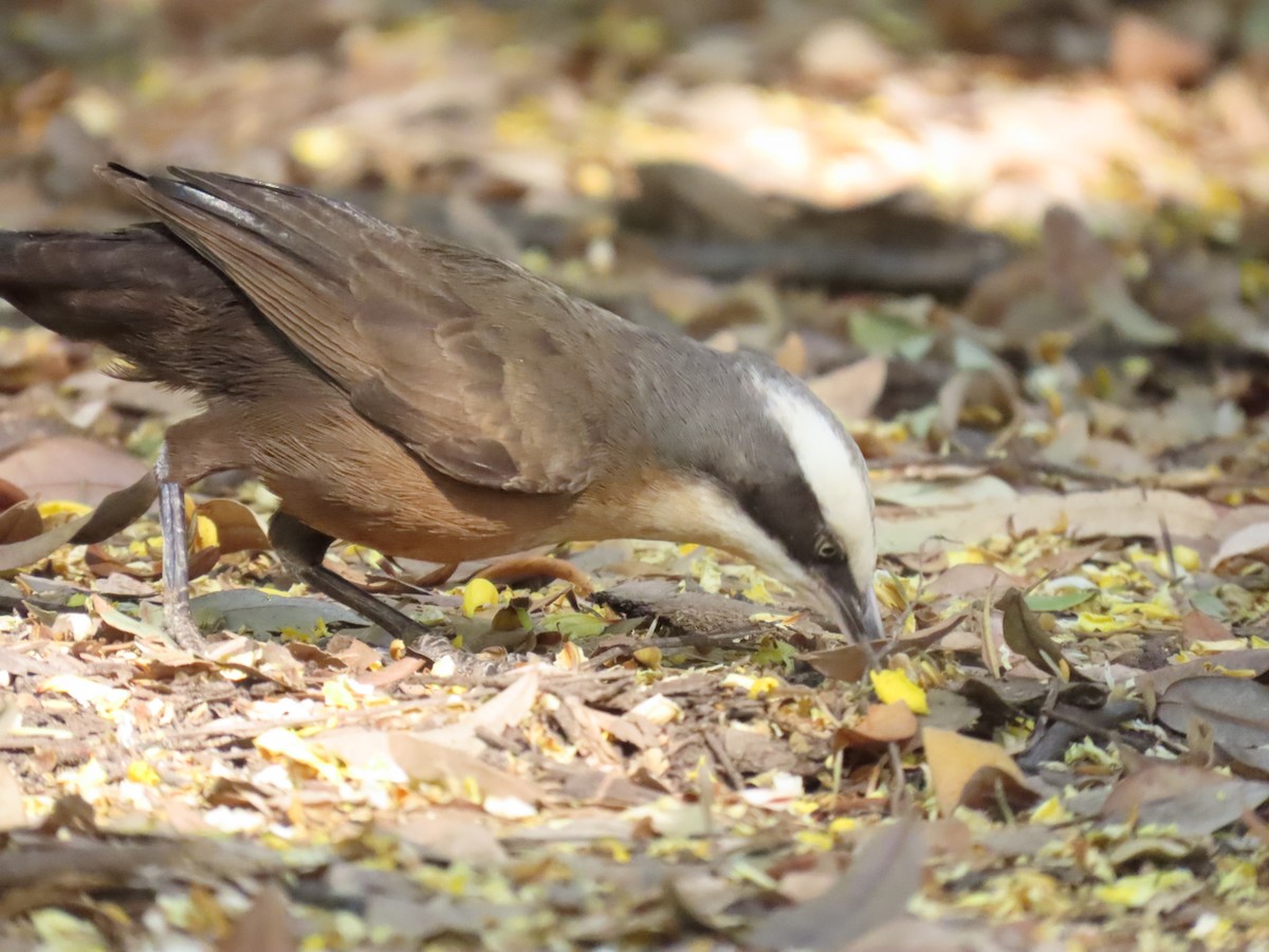 Gray-crowned Babbler - ML638094586