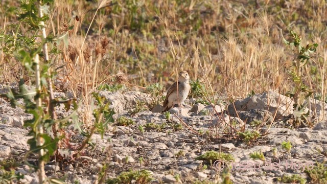 Greater Short-toed Lark - ML638094604