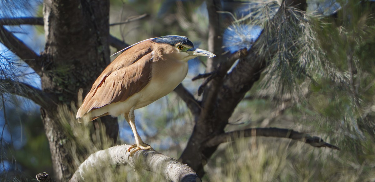 Nankeen Night Heron - ML638094606