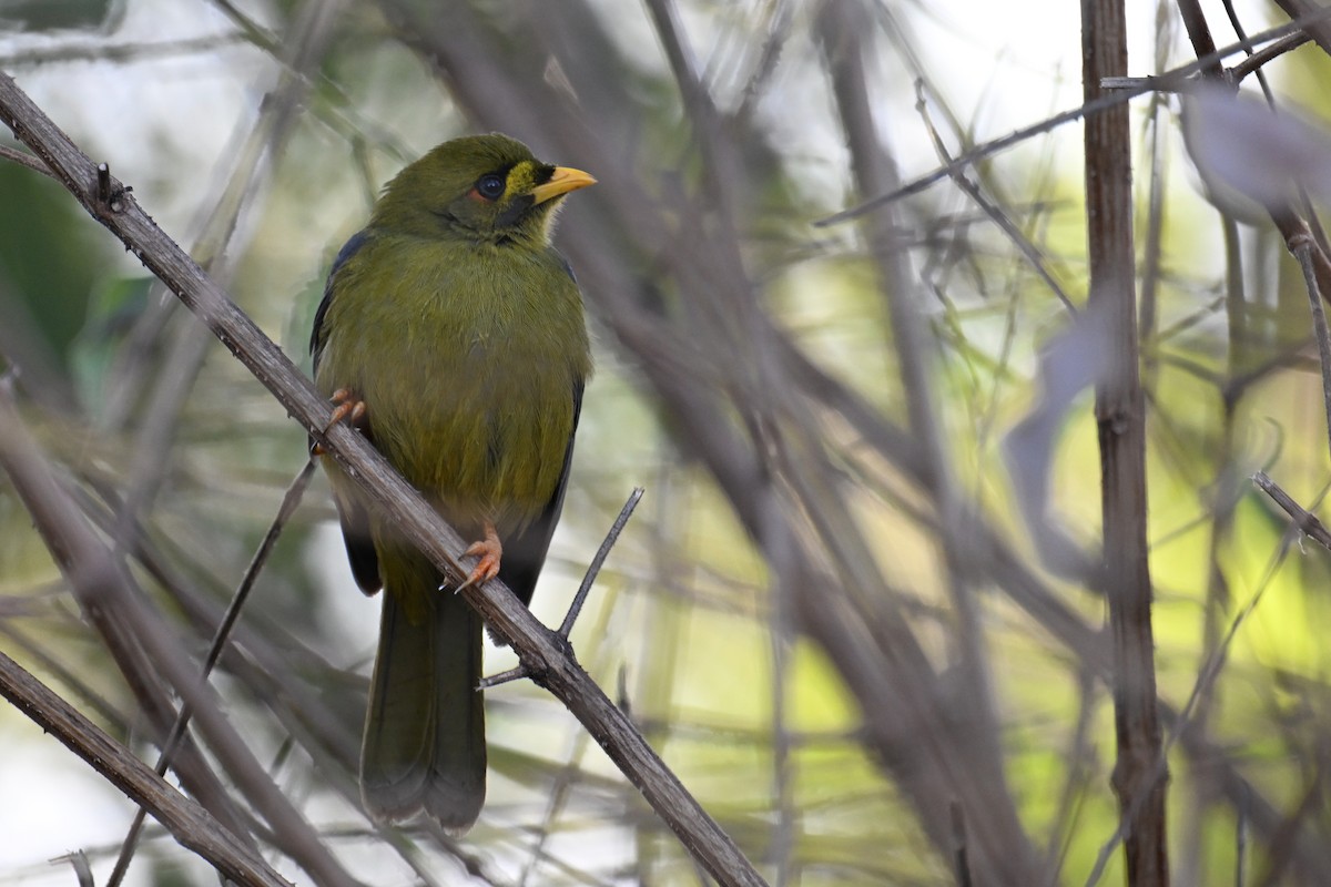 Bell Miner - ML638094607