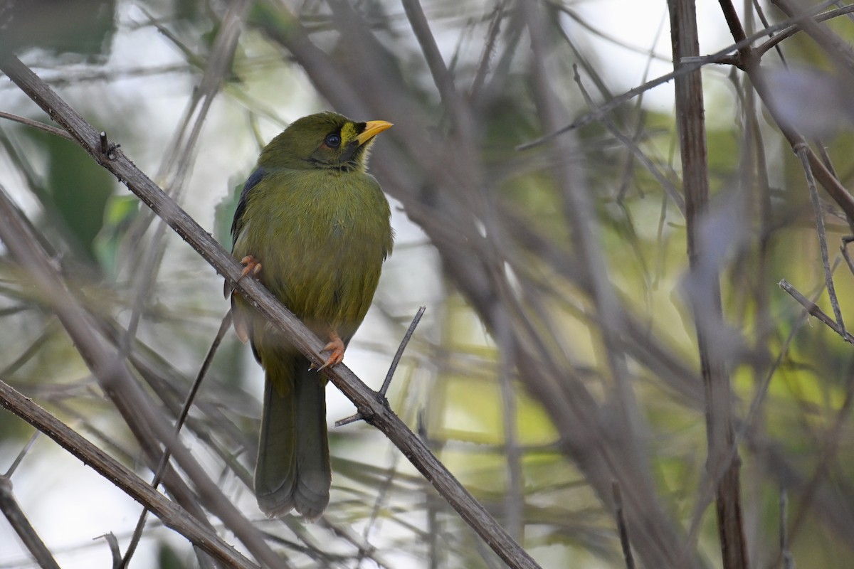 Bell Miner - ML638094608