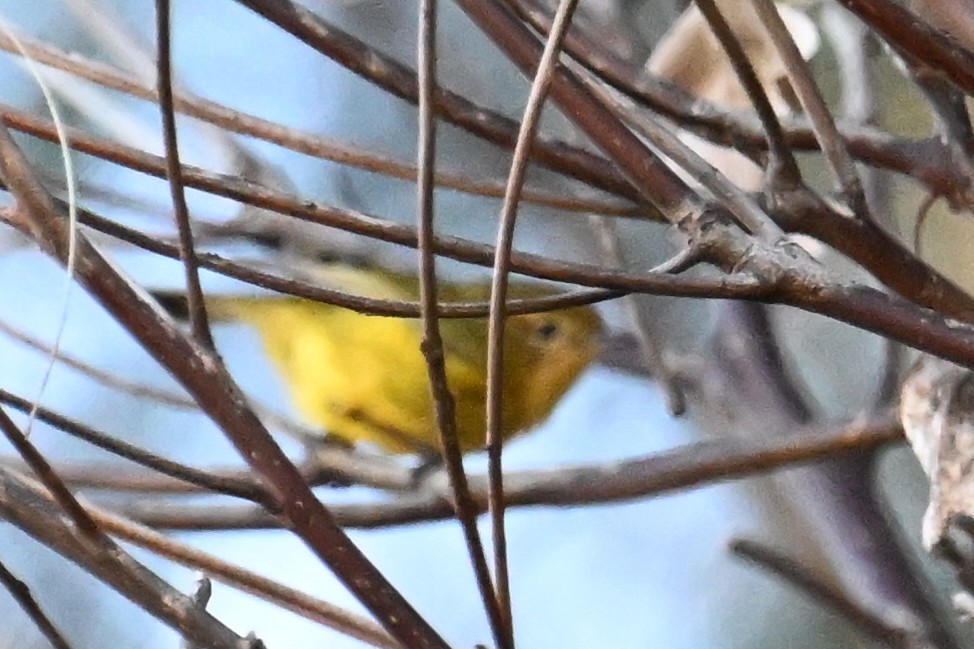 Yellow Thornbill - ML638094629