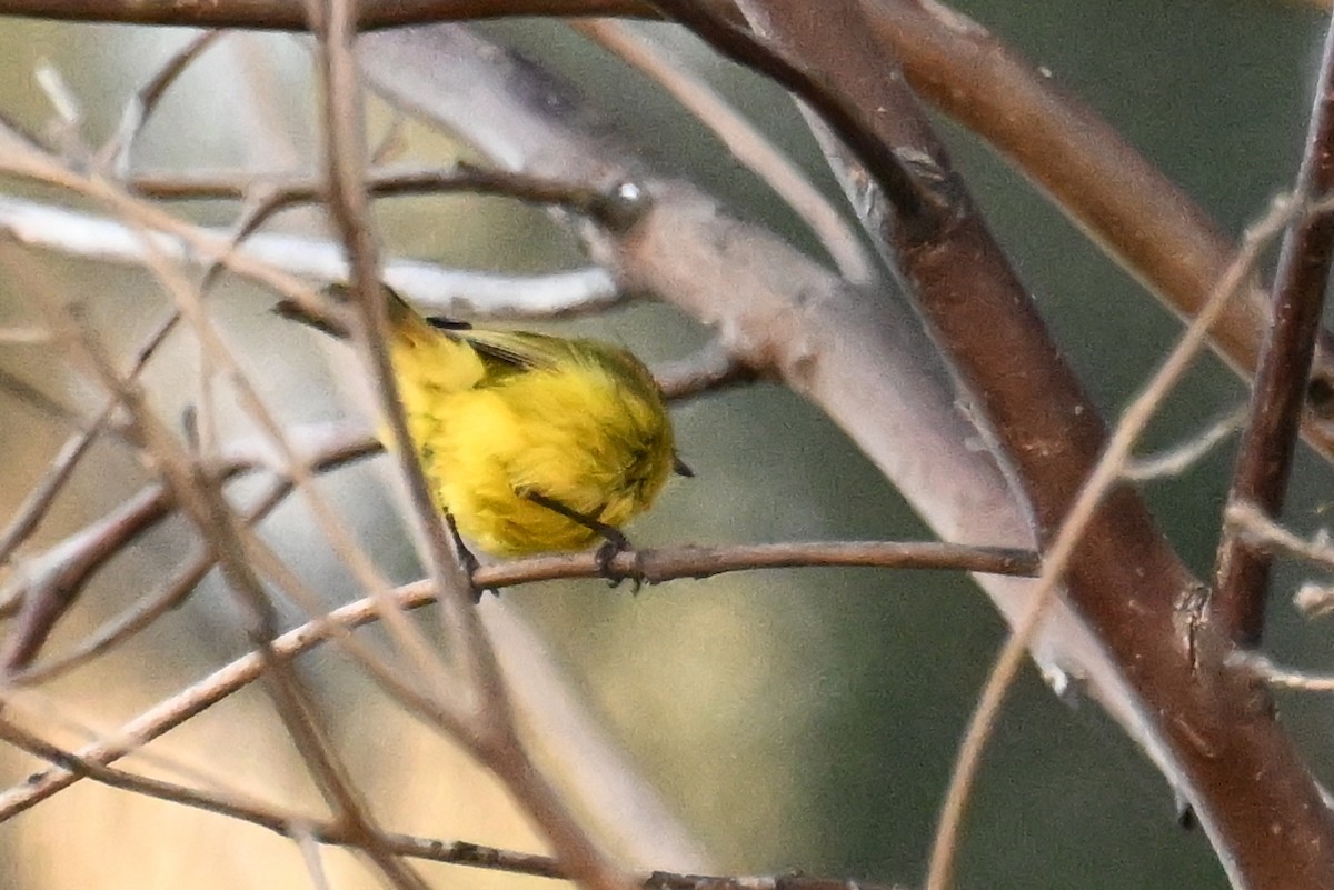 Yellow Thornbill - ML638094630