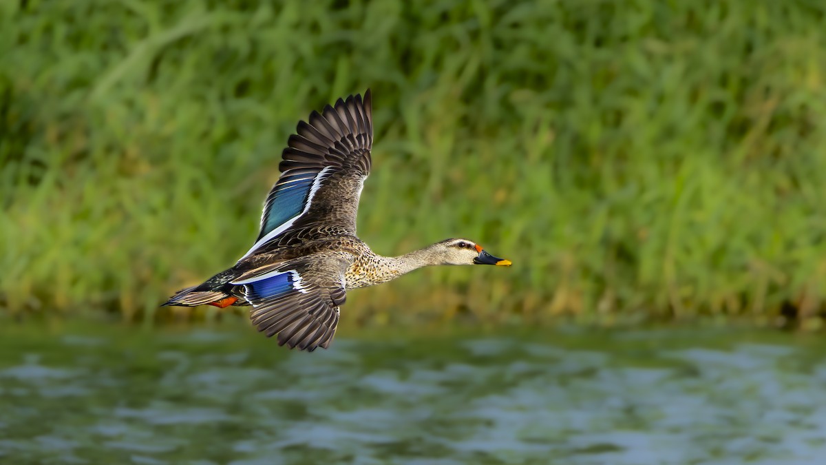 Indian Spot-billed Duck - ML638094639