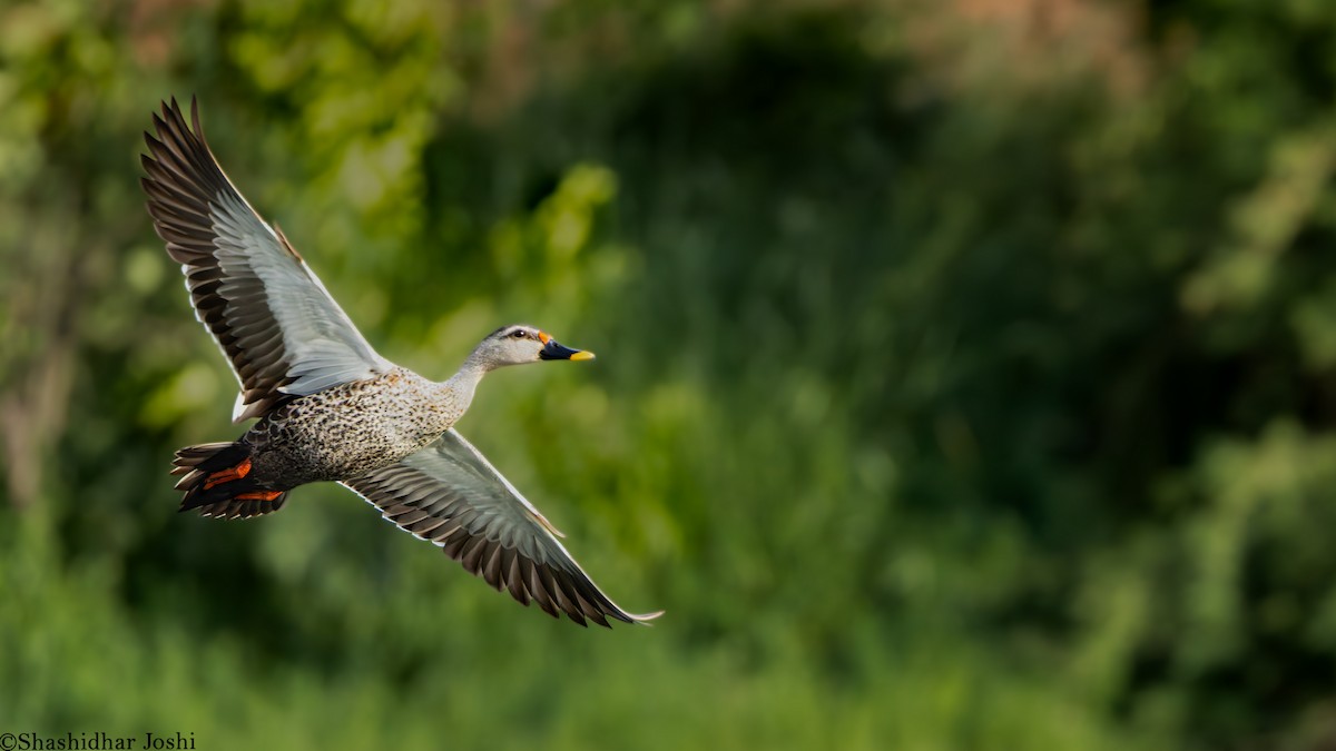 Indian Spot-billed Duck - ML638094667