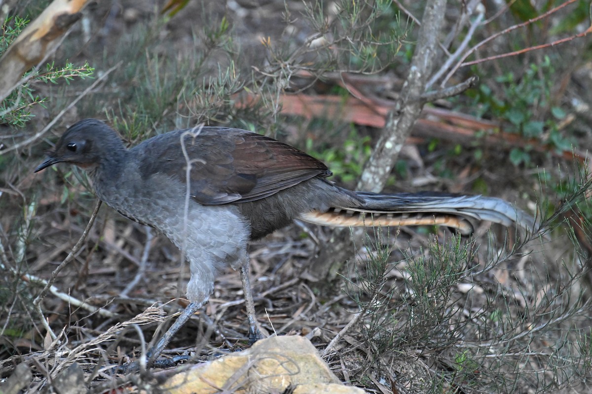 Superb Lyrebird - ML638094678