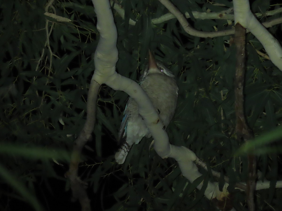 Blue-winged Kookaburra - ML638094682